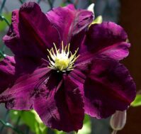 Клематис: Варшавска Найк Питомник Омский Садовод