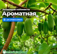 Питомник Омский Садовод