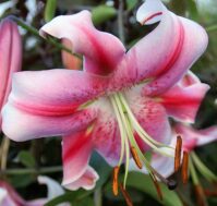 Питомник Омский Садовод