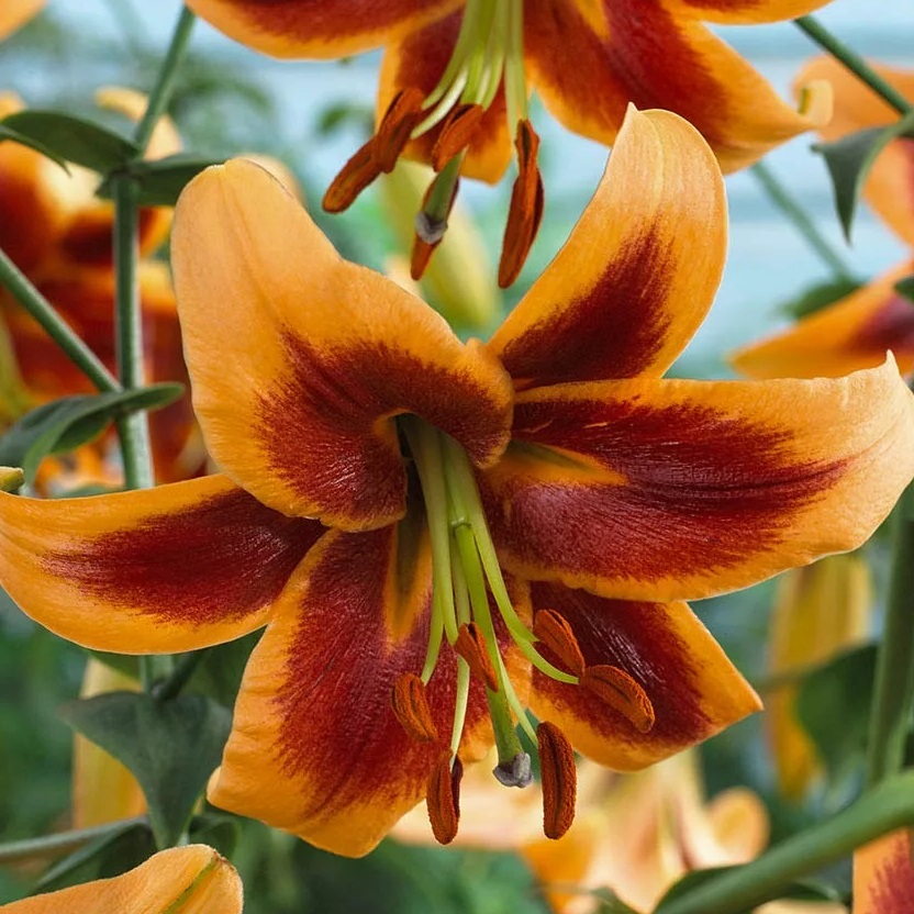 Лилия: Дебби Питомник Омский Садовод