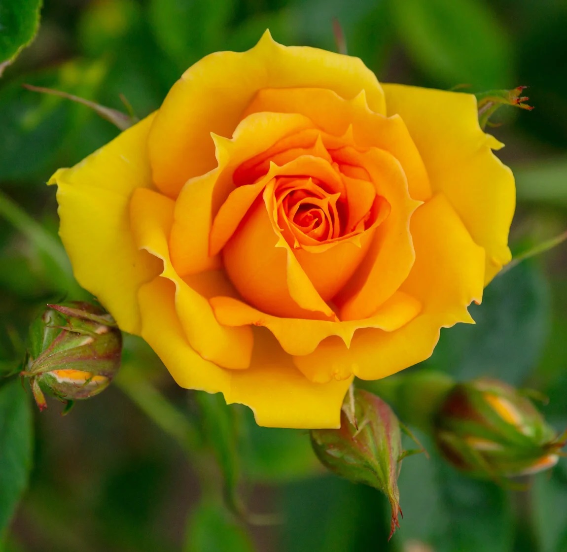 Роза чайно-гибридная kerio