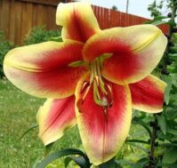 Питомник Омский Садовод