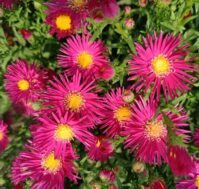 Питомник Омский Садовод