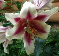 Питомник Омский Садовод