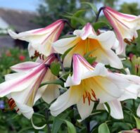 Питомник Омский Садовод