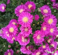 Питомник Омский Садовод