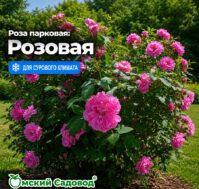 Питомник Омский Садовод