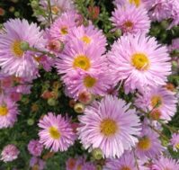 Питомник Омский Садовод