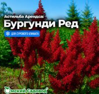 Питомник Омский Садовод