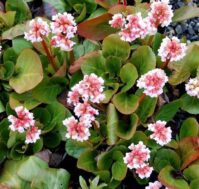 Питомник Омский Садовод