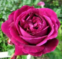 Роза чайно-гибридная: Биг Перпл Питомник Омский Садовод