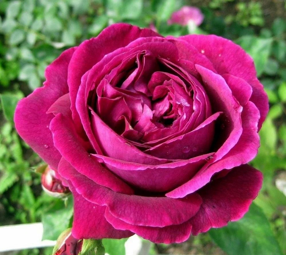 Роза чайно-гибридная: Биг Перпл Питомник Омский Садовод
