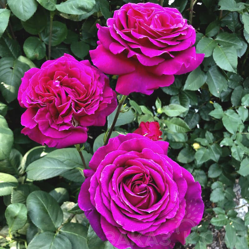 Роза чайно-гибридная: Биг Перпл Питомник Омский Садовод