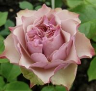 Роза чайно-гибридная: Бурбон Стрит Питомник Омский Садовод