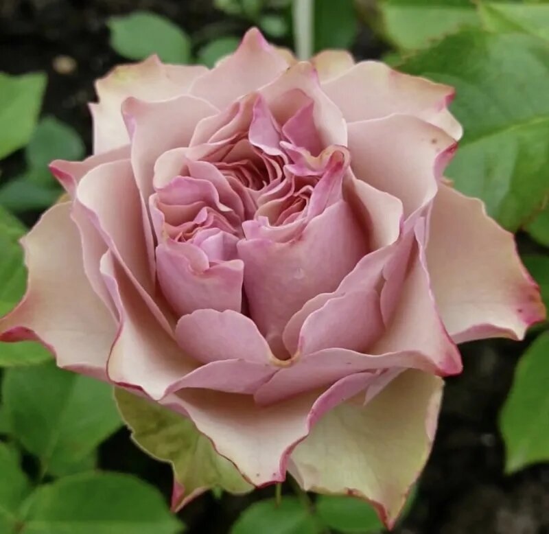 Роза чайно-гибридная: Бурбон Стрит Питомник Омский Садовод