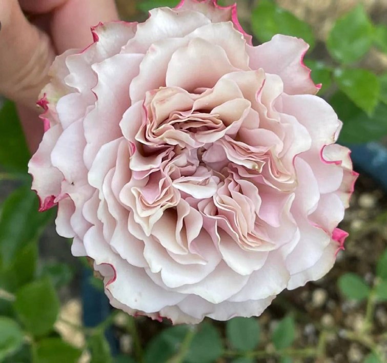 Роза чайно-гибридная: Бурбон Стрит Питомник Омский Садовод