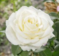 Питомник Омский Садовод