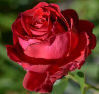 Питомник Омский Садовод