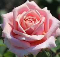 Питомник Омский Садовод