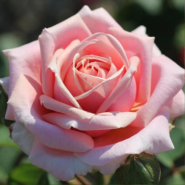 Роза чайно-гибридная: Фредерик Мистраль Питомник Омский Садовод