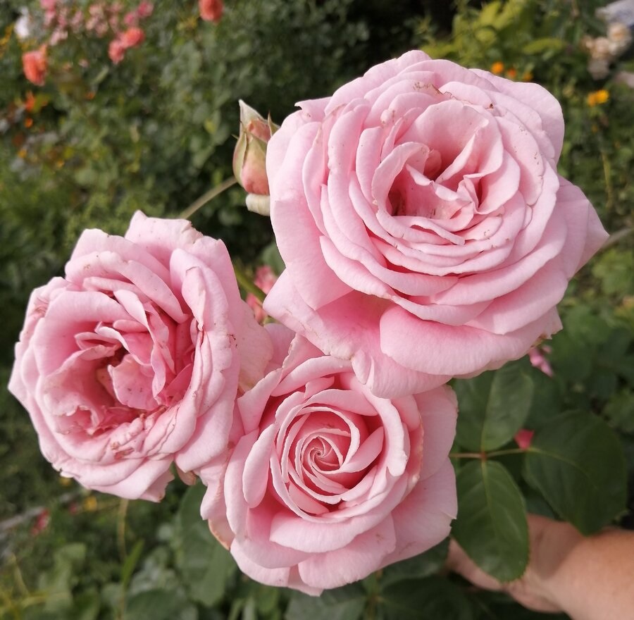 Роза чайно-гибридная: Фредерик Мистраль Питомник Омский Садовод