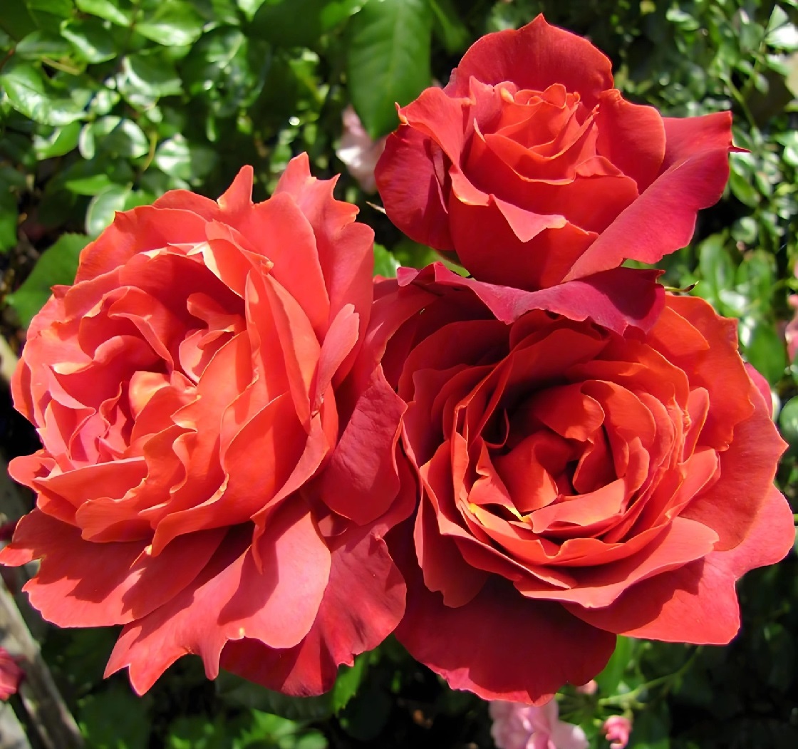 Роза чайно-гибридная: Хот Кокоа Питомник Омский Садовод