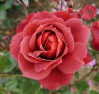 Питомник Омский Садовод