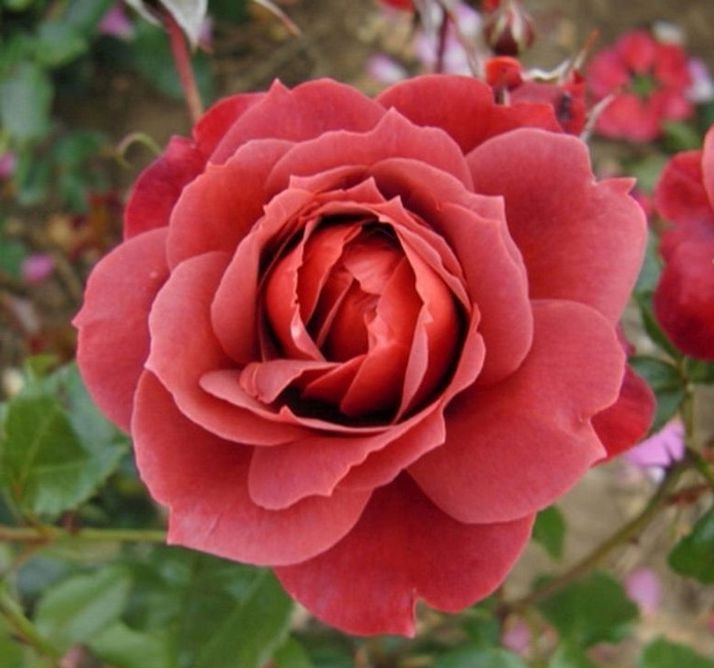 Роза чайно-гибридная: Хот Кокоа Питомник Омский Садовод