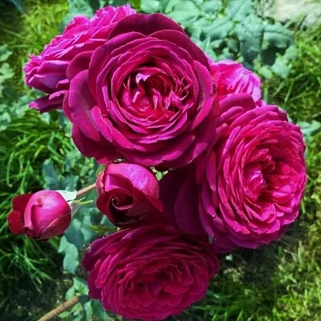 Роза чайно-гибридная: Иоганн Вольфганг Фон Гете Питомник Омский Садовод