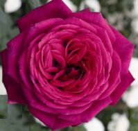 Роза чайно-гибридная: Иоганн Вольфганг Фон Гете Питомник Омский Садовод