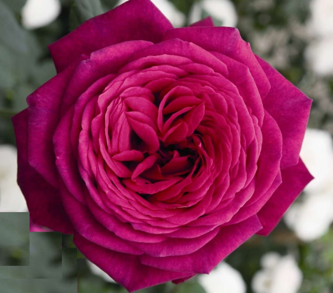 Роза чайно-гибридная: Иоганн Вольфганг Фон Гете Питомник Омский Садовод