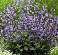 Питомник Омский Садовод