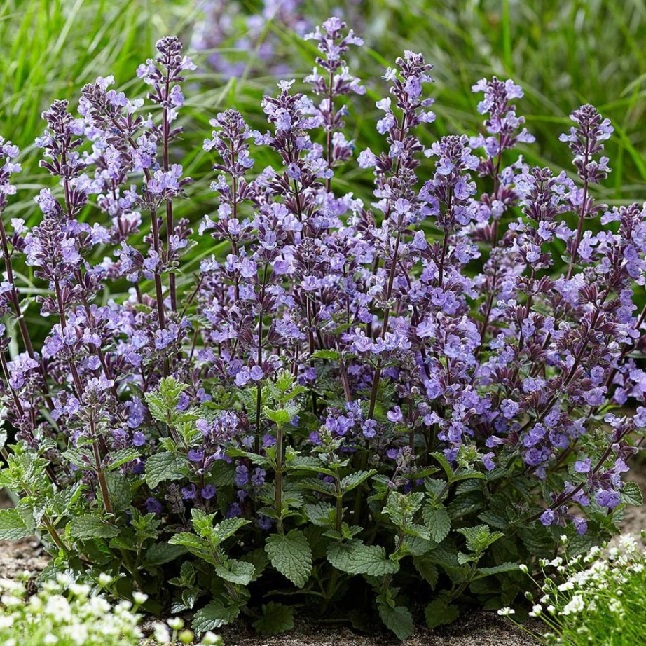 Котовник Фассена: Сикс Хиллс гиант Питомник Омский Садовод