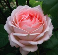 Роза чайно-гибридная: Мириам Питомник Омский Садовод