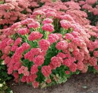 Питомник Омский Садовод