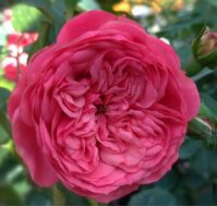 Питомник Омский Садовод