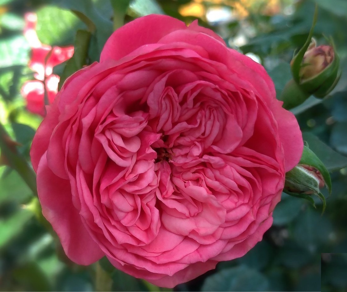 Роза чайно-гибридная: Пинк Пиано Питомник Омский Садовод