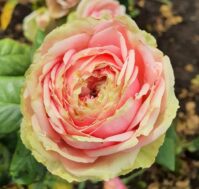 Питомник Омский Садовод