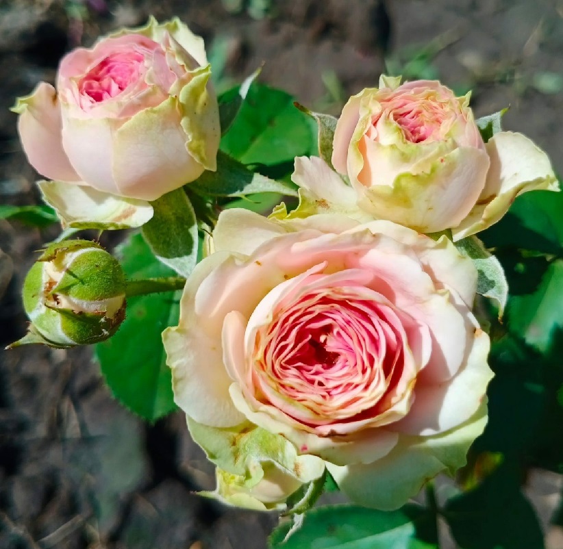 Роза чайно-гибридная: Питахайя Питомник Омский Садовод