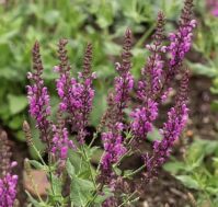 Питомник Омский Садовод