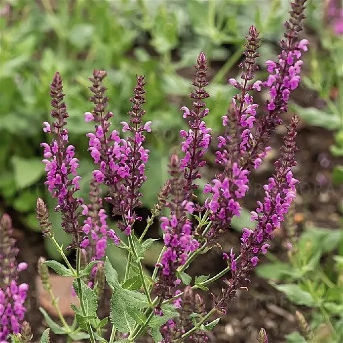 Шалфей дубравный: Пинк Бьюти Питомник Омский Садовод