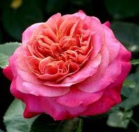 Питомник Омский Садовод