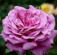 Питомник Омский Садовод