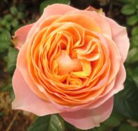 Роза чайно-гибридная: Вувузела Питомник Омский Садовод