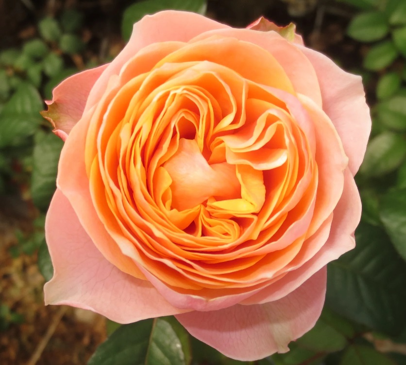 Роза чайно-гибридная: Вувузела Питомник Омский Садовод