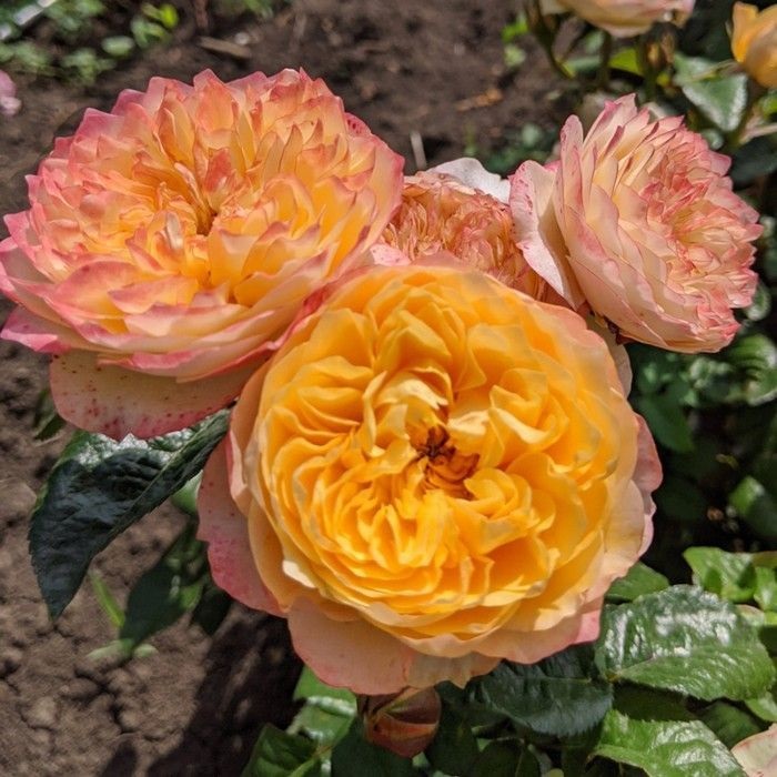 Роза чайно-гибридная: Вувузела Питомник Омский Садовод