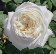 Роза чайно-гибридная: Жанна Моро Питомник Омский Садовод