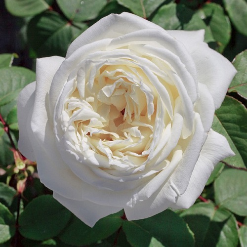 Роза чайно-гибридная: Жанна Моро Питомник Омский Садовод