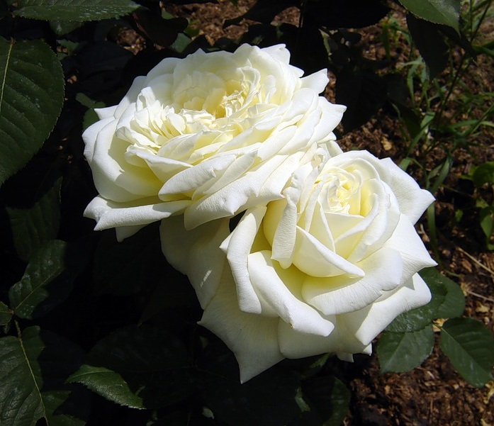 Роза чайно-гибридная: Жанна Моро Питомник Омский Садовод