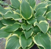 Питомник Омский Садовод